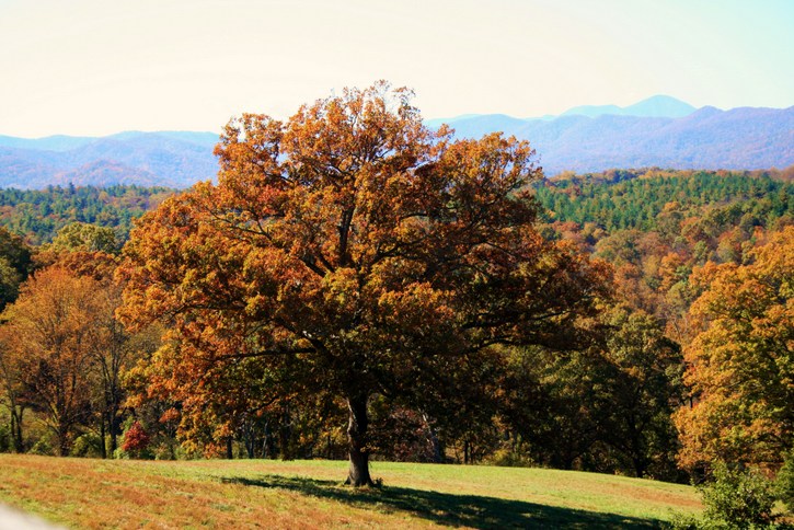 Fall Foliage