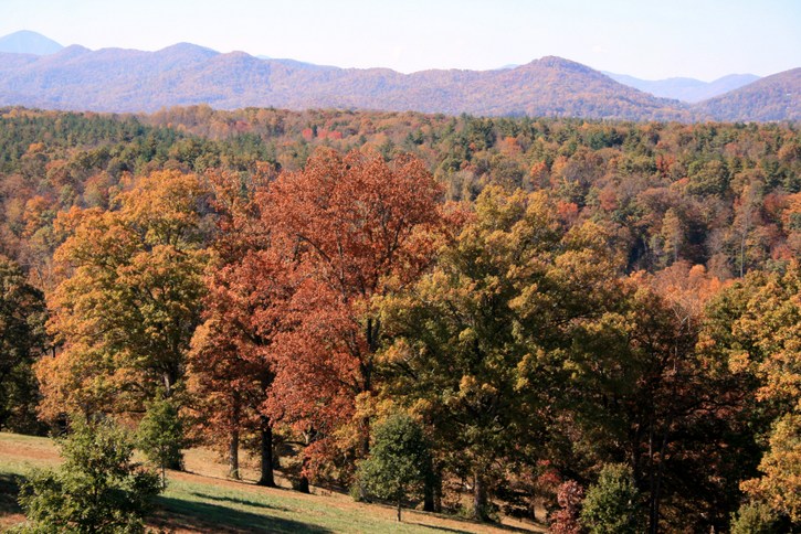 Fall Foliage