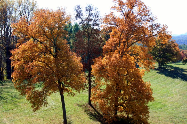 Fall Foliage