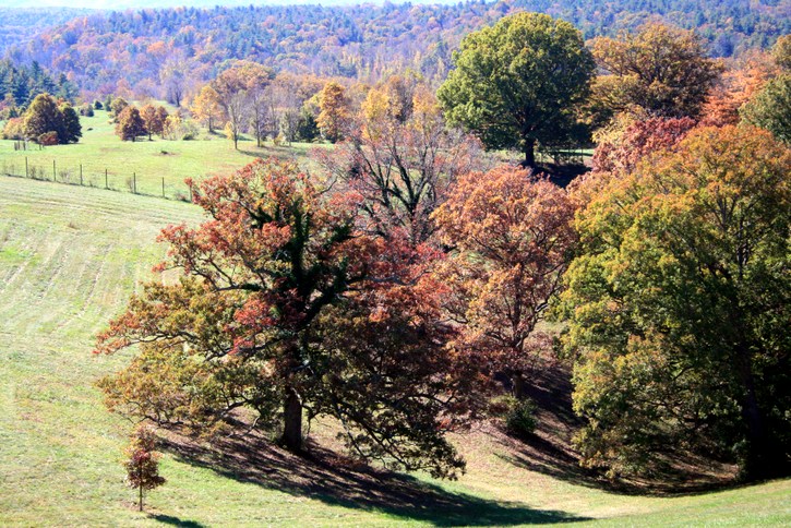 Fall Foliage