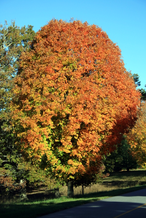 Fall Foliage at Ralph Lees Great Smokies